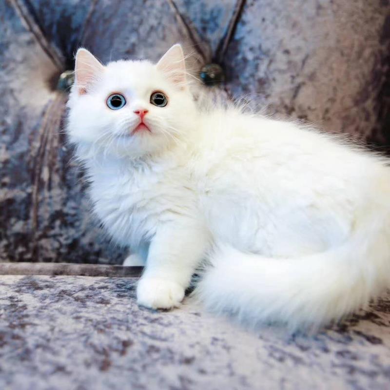 小甜猫cats