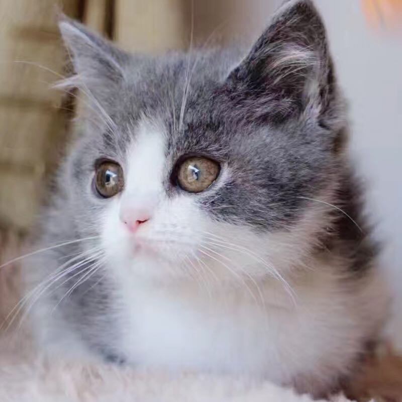 包子铺猫舍