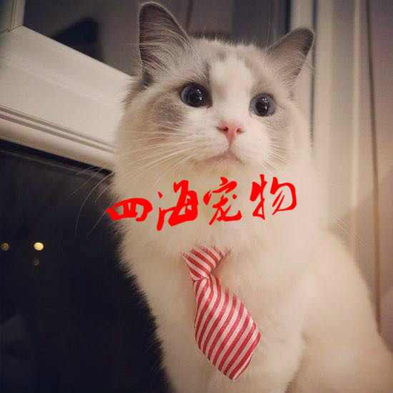 四海宠物