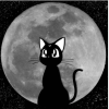晚安猫